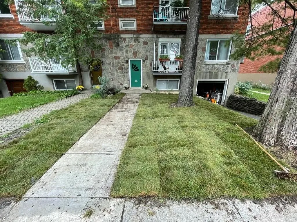 Gazon frais et nouvel aménagement paysager devant un plex montréalais